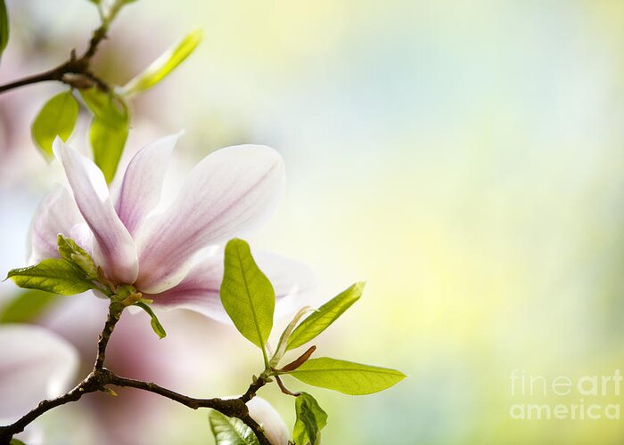 Magnolia Greeting Card featuring the photograph Magnolia Flowers #3 by Nailia Schwarz