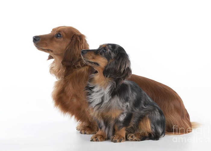 Dachshund Greeting Card featuring the photograph Miniature Long-haired Dachshunds #2 by John Daniels
