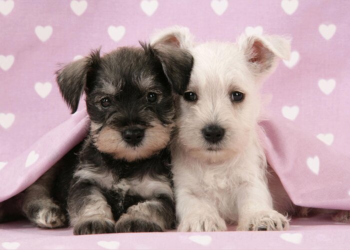 Dog Greeting Card featuring the photograph Miniature Schnauzer Puppies by John Daniels