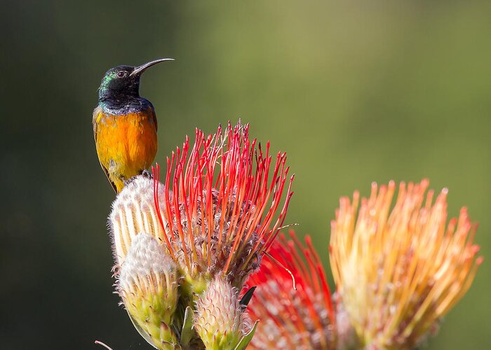 2013 Greeting Card featuring the photograph Orange-breasted Sunbird #1 by Jean-Luc Baron
