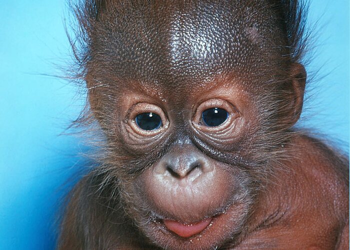 Animal Greeting Card featuring the photograph Orangutan Pongo Pygmaeus Baby by Toni Angermayer