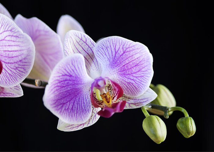Orchid Greeting Card featuring the photograph Pink Orchid flower #1 by Michalakis Ppalis