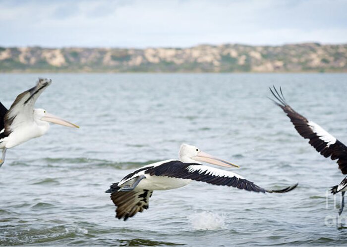 Pelican Greeting Card featuring the photograph Pelicans #3 by THP Creative