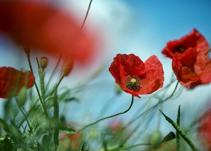 Poppy Greeting Card featuring the photograph Poppy Meadow #3 by Nailia Schwarz
