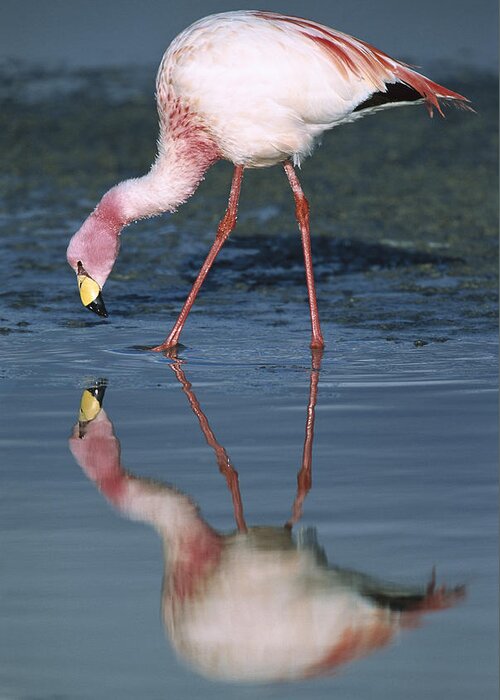 Feb0514 Greeting Card featuring the photograph Puna Flamingo Feeding In Laguna #3 by Tui De Roy