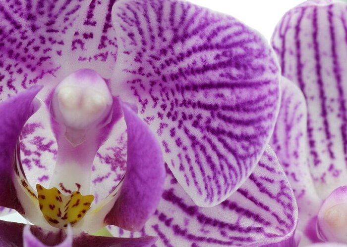 Orchid Greeting Card featuring the photograph Purple Orchid-6 by Rudy Umans