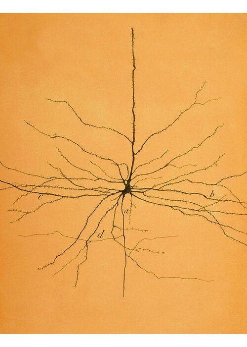 Pyramidal Cell Greeting Card featuring the photograph Pyramidal Cell In Cerebral Cortex, Cajal #4 by Science Source