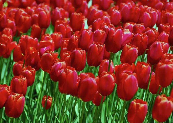 Red Tulips Greeting Card featuring the photograph Red Tulips by Allen Beatty