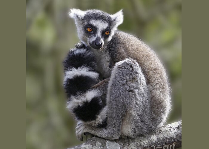 Ring-tailed Lemur Greeting Card featuring the photograph Ring-tailed Lemur #1 by Liz Leyden