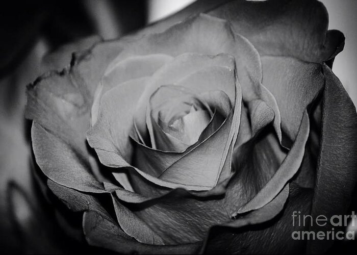 Black And White Rose Greeting Card featuring the photograph Rose by Deena Withycombe
