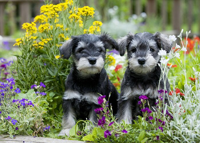 Dog Greeting Card featuring the photograph Schnauzer Puppy Dogs #3 by John Daniels
