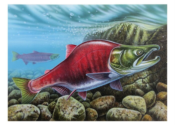 Jon Q Wright Greeting Card featuring the painting Sockeye Salmon #3 by JQ Licensing