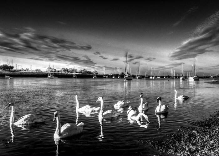 Swans Greeting Card featuring the photograph Summer evening swans #3 by David Pyatt