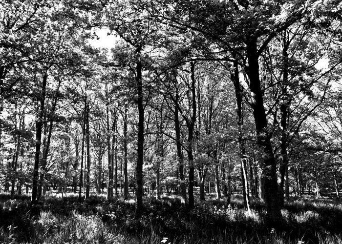 Tree Greeting Card featuring the photograph The Forest #3 by David Pyatt