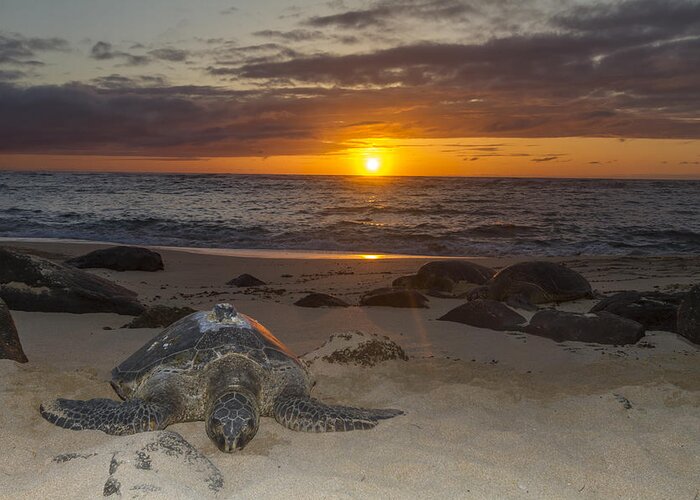  Hawaii Islands Greeting Card featuring the photograph Turtle Beach sunset Oahu Hawaii #3 by Jianghui Zhang