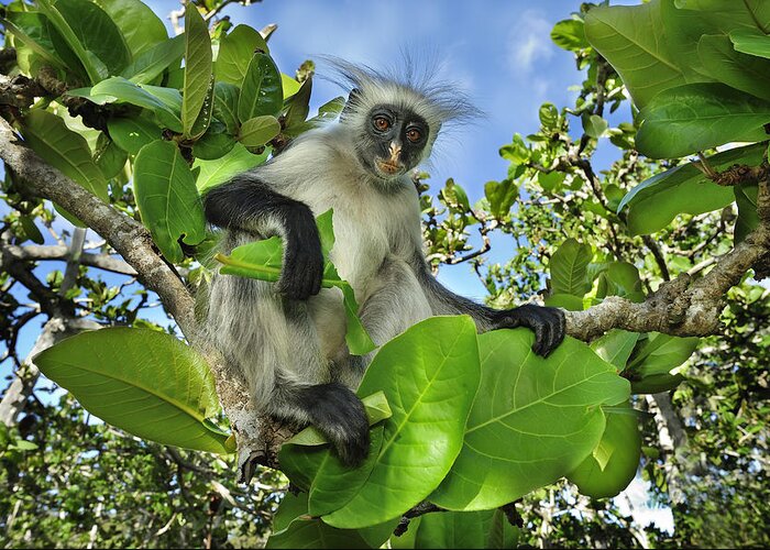 Thomas Marent Greeting Card featuring the photograph Zanzibar Red Colobus In Tree Jozani by Thomas Marent