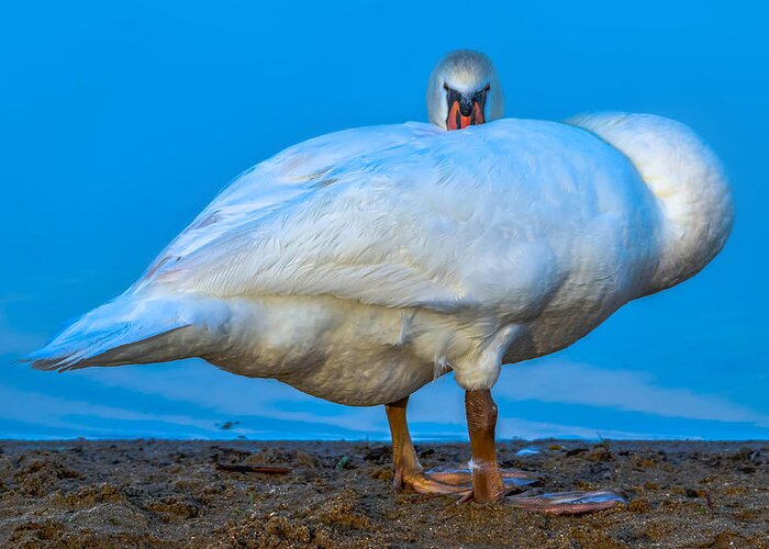  Greeting Card featuring the photograph Mute Swan #343 by Brian Stevens