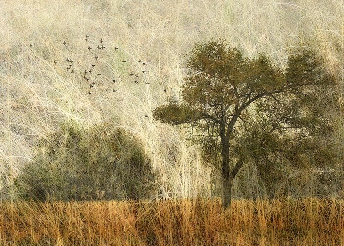 Trees Greeting Card featuring the photograph 3518 by Peter Holme III