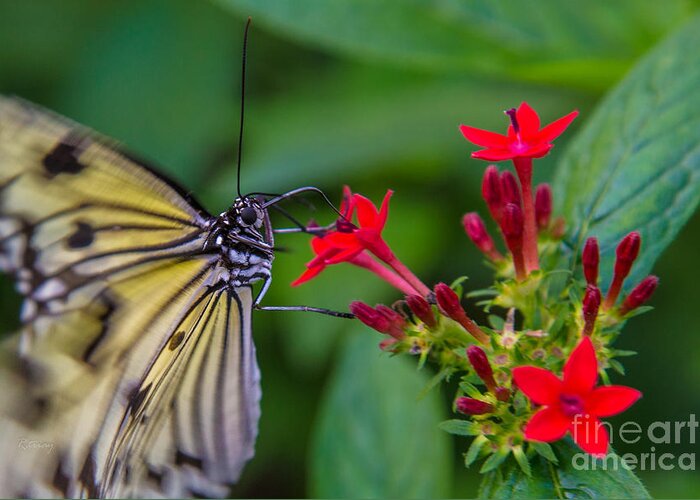 Butterfly Greeting Card featuring the photograph Butterfly #7 by Rene Triay FineArt Photos