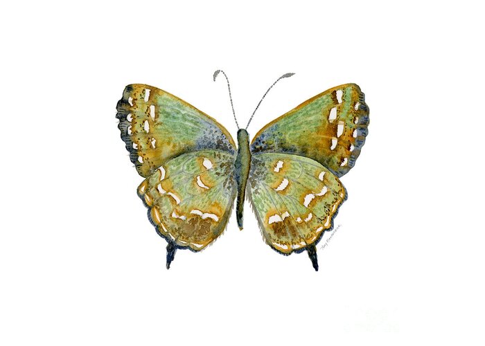 Hesseli Butterfly Greeting Card featuring the painting 38 Hesseli Butterfly by Amy Kirkpatrick