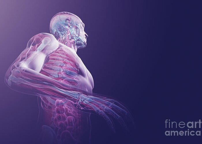 Rib Cage Greeting Card featuring the photograph Human Anatomy #39 by Science Picture Co