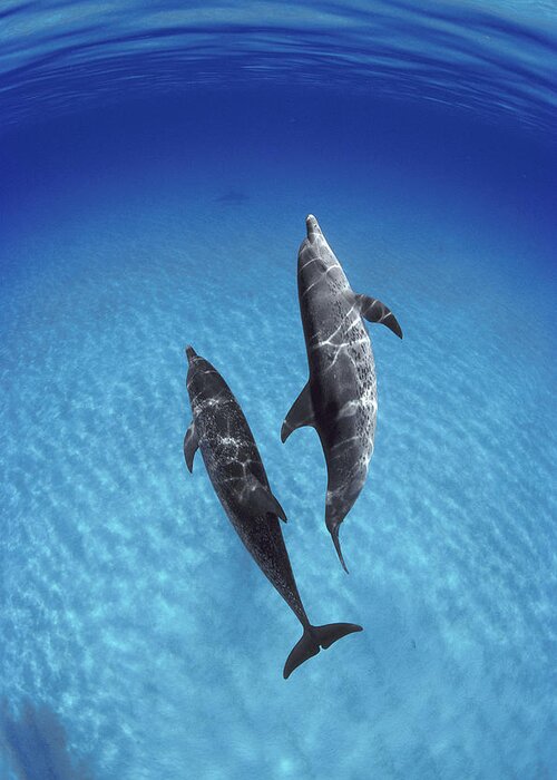 Feb0514 Greeting Card featuring the photograph Atlantic Spotted Dolphin Pair Bahamas #4 by Flip Nicklin