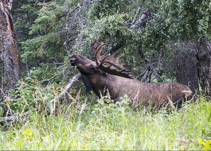 Doug Lloyd Greeting Card featuring the photograph Big Fella #4 by Doug Lloyd