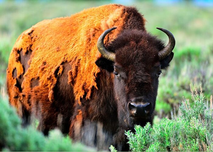 Tetons Greeting Card featuring the photograph Bison #4 by Walt Sterneman