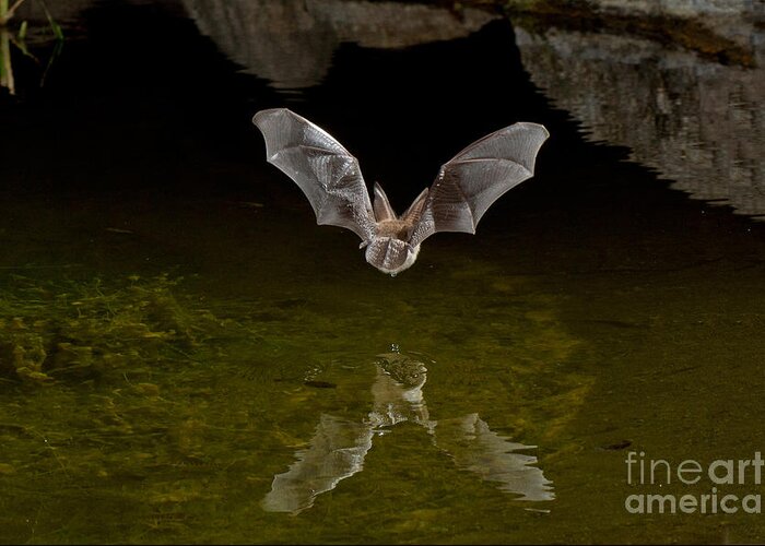 Animal Greeting Card featuring the photograph California Leaf-nosed Bat At Pond #4 by Anthony Mercieca
