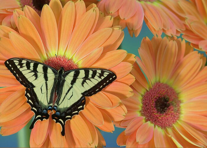 Black Greeting Card featuring the photograph Canadian Tiger Swallowtail Butterfly #4 by Darrell Gulin