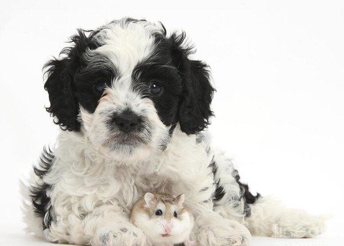 Black-and-white Cavapoo Puppy Greeting Card featuring the photograph Cavapoo Puppy And Roborovski Hamster #5 by Mark Taylor