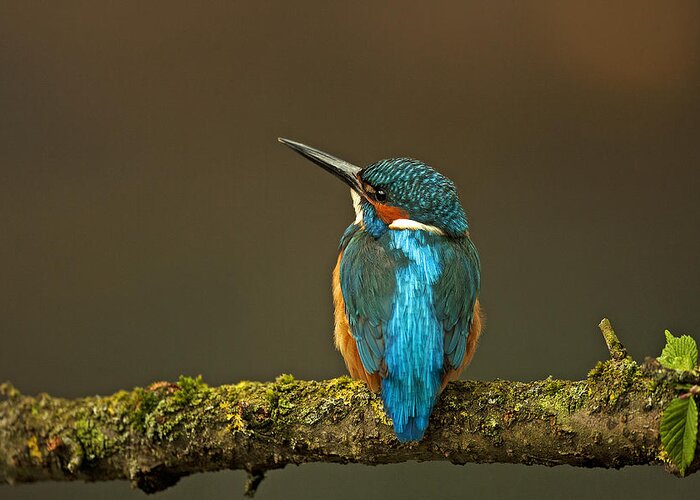 Kingfisher Greeting Card featuring the photograph Common Kingfisher #4 by Paul Scoullar