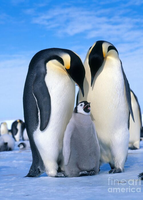 Penguin Greeting Card featuring the photograph Emperor Penguin Aptenodytes Forsteri #4 by Hans Reinhard