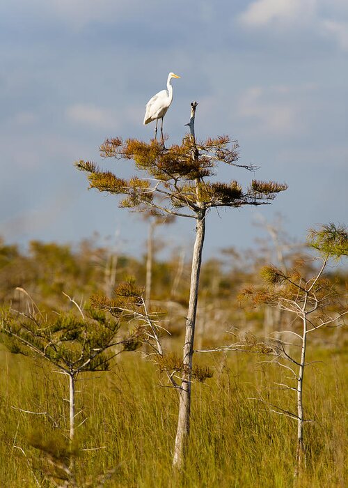 Egret Greeting Card featuring the photograph Great White Egret by Raul Rodriguez