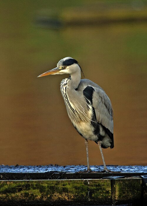 Heron Greeting Card featuring the photograph Grey Heron #4 by Paul Scoullar