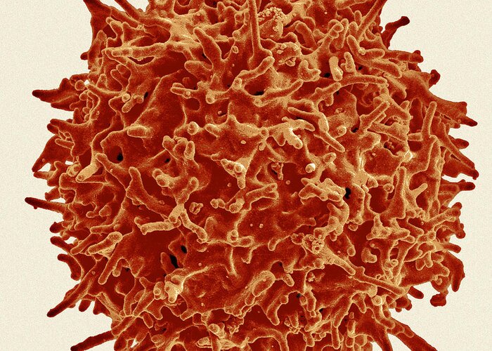 Biology Greeting Card featuring the photograph Healthy Human T Cell, Sem #4 by Science Source