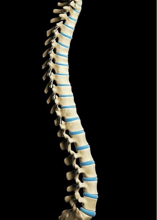 Artwork Greeting Card featuring the photograph Healthy Spine #4 by Sciepro/science Photo Library