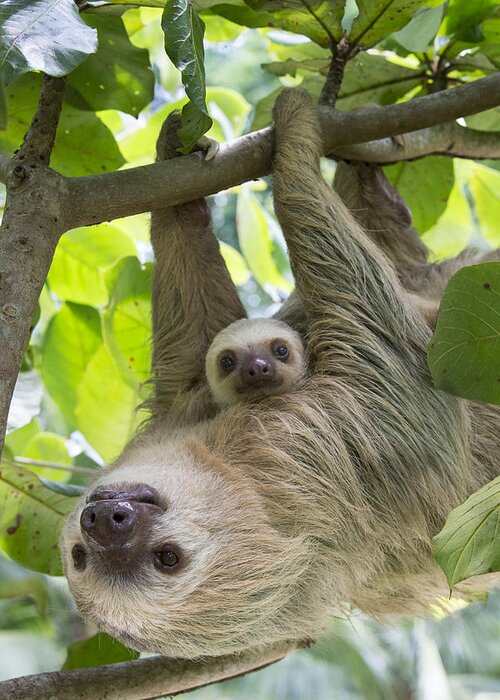 We made it to La Fortuna and finally spotted a sloth in th… | Flickr