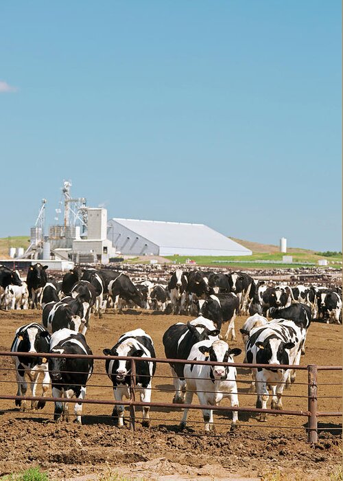Domesticated Cow Greeting Card featuring the photograph Intensive Cattle Farm #4 by Jim West