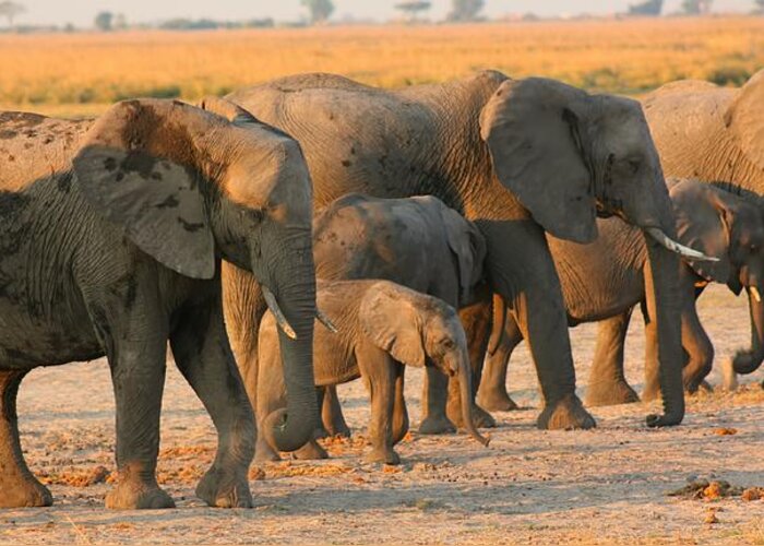 Elephants Greeting Card featuring the photograph Kalahari Elephants #4 by Amanda Stadther