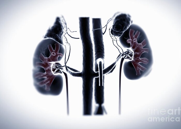 3d Visualisation Greeting Card featuring the photograph Kidneys And Adrenal Glands #4 by Science Picture Co