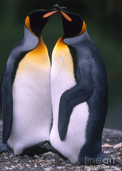 King Penguin Greeting Card featuring the photograph King Penguins #4 by Art Wolfe