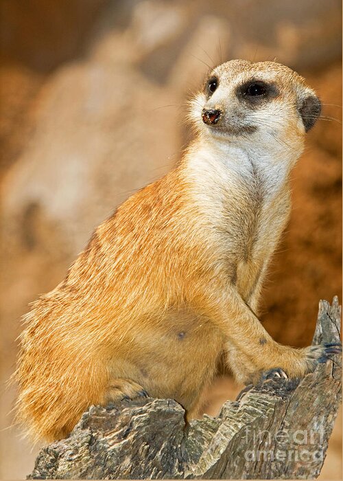 Nature Greeting Card featuring the photograph Meerkat #4 by Millard H. Sharp