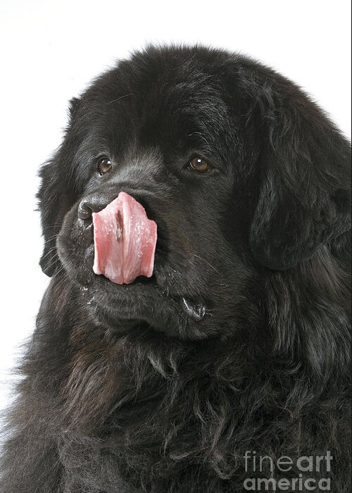 Newfoundland Greeting Card featuring the photograph Newfoundland Dog by Jean-Michel Labat