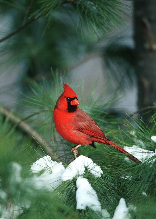 Avian Greeting Card featuring the photograph Northern Cardinal (cardinalis Cardinalis #4 by Richard and Susan Day