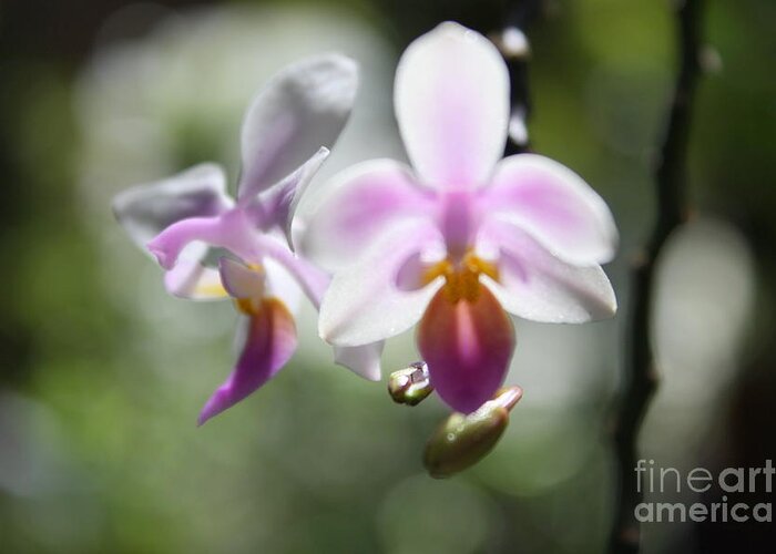 Pink Greeting Card featuring the photograph Orchids dance #3 by Victoria Davis