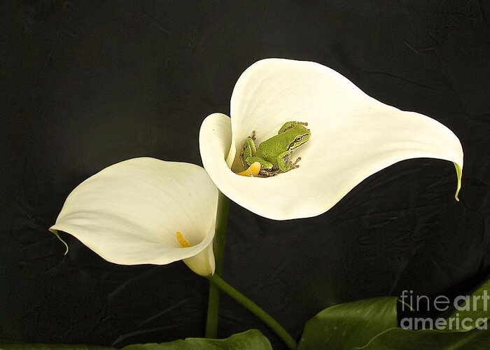 Photography Greeting Card featuring the photograph Pacific Tree Frog #4 by Sean Griffin