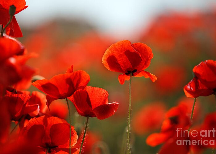 Poppy Greeting Card featuring the photograph Poppy Dream #4 by Nailia Schwarz