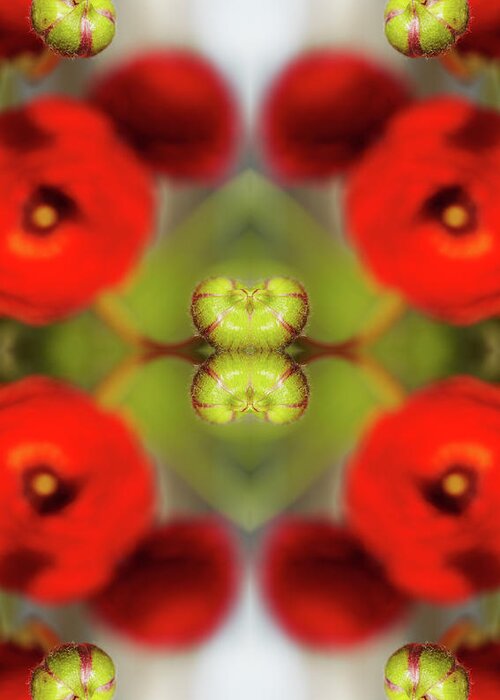Tranquility Greeting Card featuring the photograph Red Ranunculus #4 by Silvia Otte