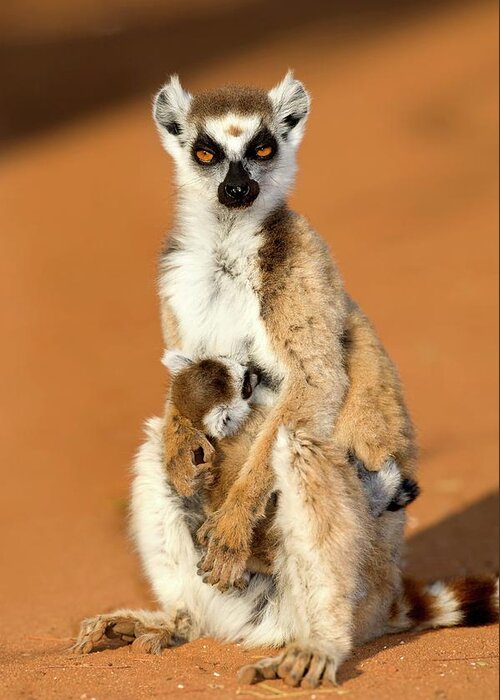 Ring-tailed Lemur Greeting Card featuring the photograph Ring-tailed Lemur Mother And Baby #4 by Tony Camacho/science Photo Library